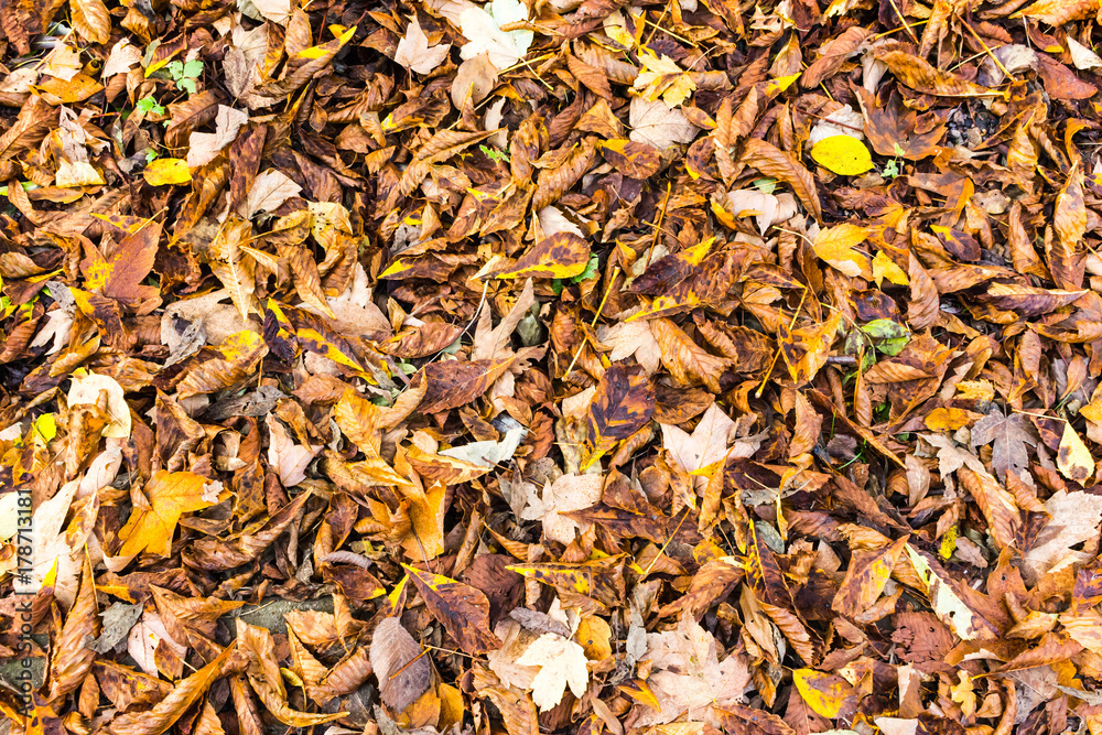 beautiful colorful autumn leaves  greenery natural background texture .Colorful foliage in the park wood forest in fall wallpaper