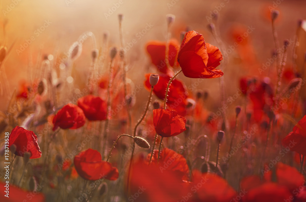 Fototapeta premium poppies