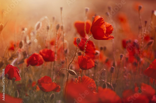 Fototapeta Naklejka Na Ścianę i Meble -  poppies