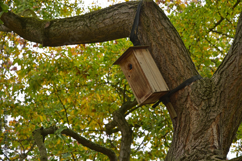 wooden bird box in a tree in autumn