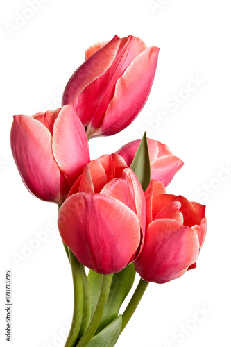 Fototapeta Naklejka Na Ścianę i Meble -  Tulips, flowers isolated on a white background