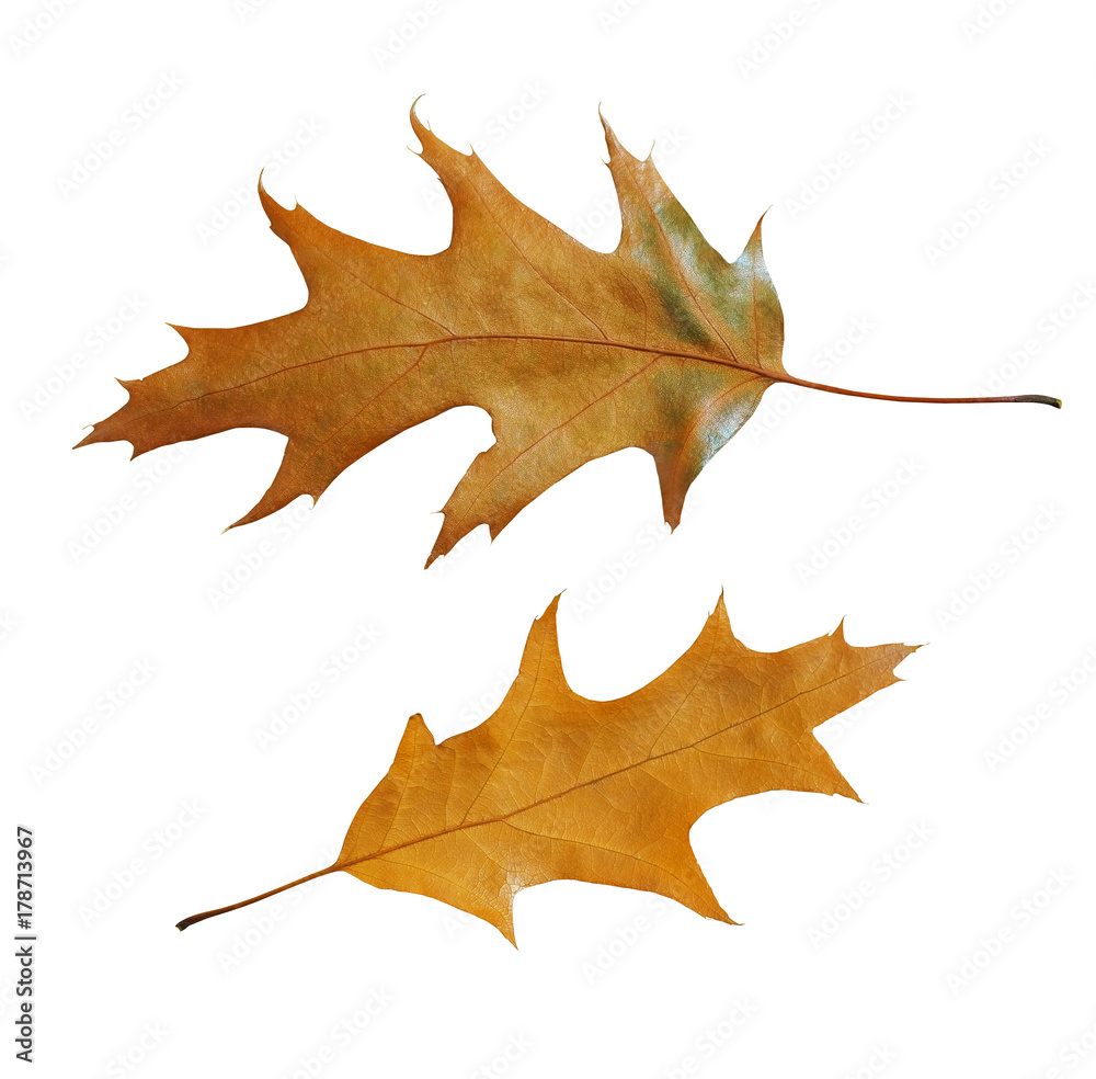 Set of American oak leaves isolated on a white background. Set of American oak leaves isolated on a white background.