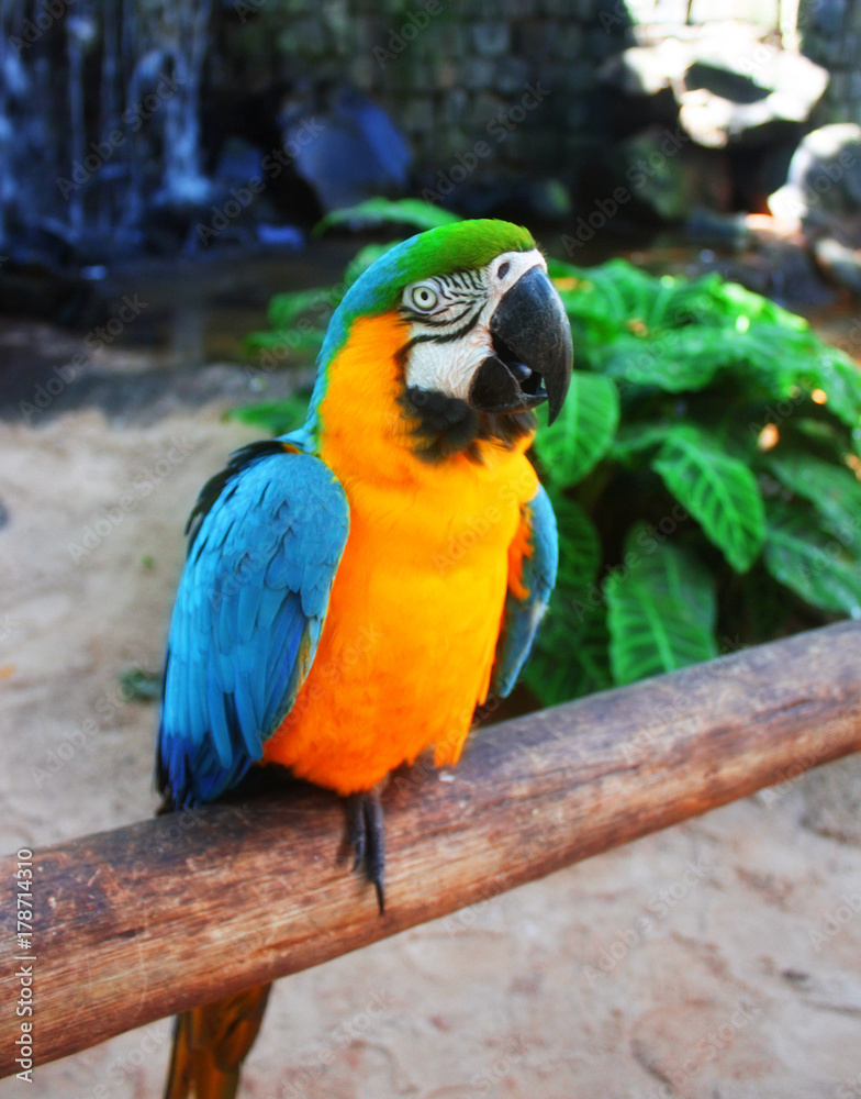 Blue and Yellow Macaw on the branch Blue and Yellow Macaw on the branch