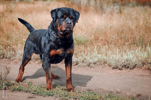 Photo portrait of the big rottweiler dog