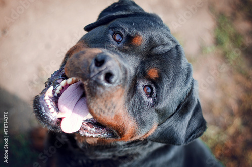 portrait of the big rottweiler dog