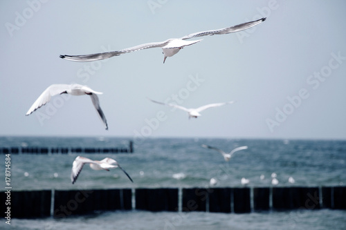 godbye seagulls