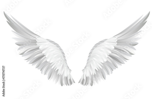 Wings. Vector illustration on white background. Black and white 