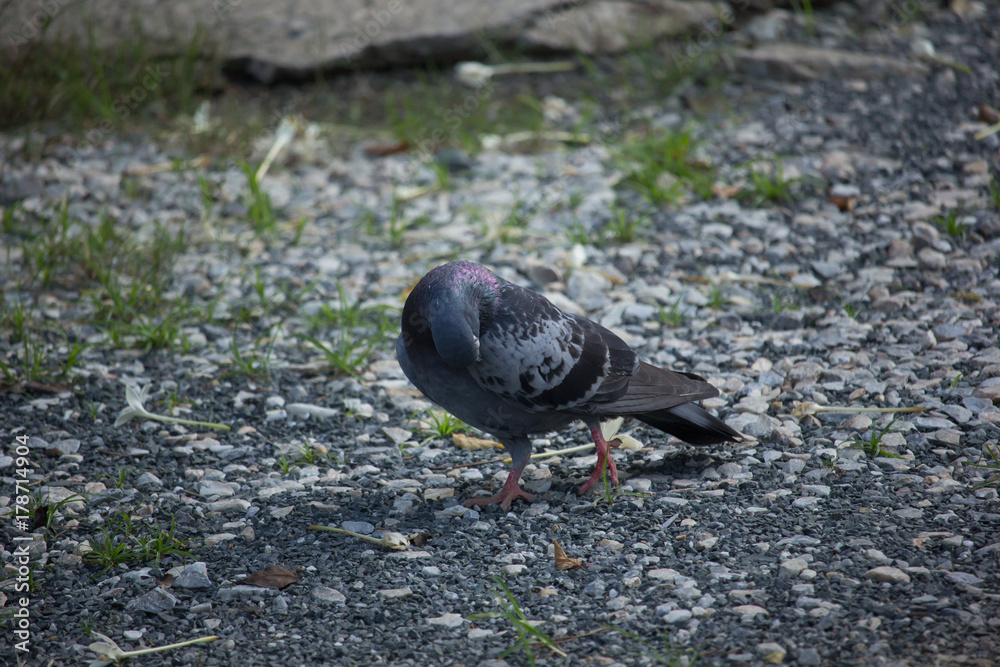 Fototapeta premium One Pigeon on Floor