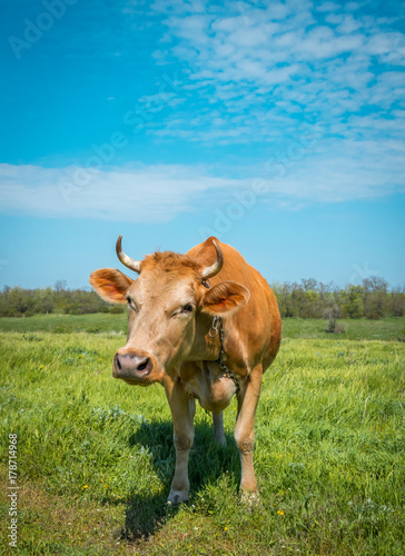 Fototapeta Naklejka Na Ścianę i Meble -  Country dairy farm. Red cow on a green meadow
