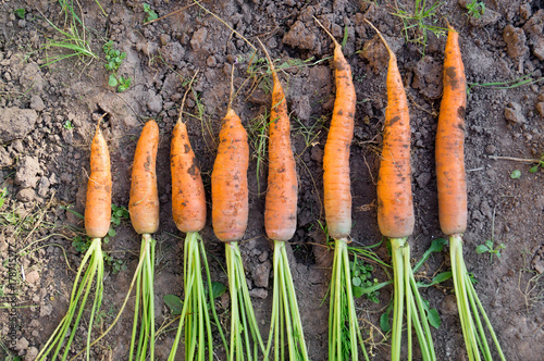 Fresh carrot in the autumn farm