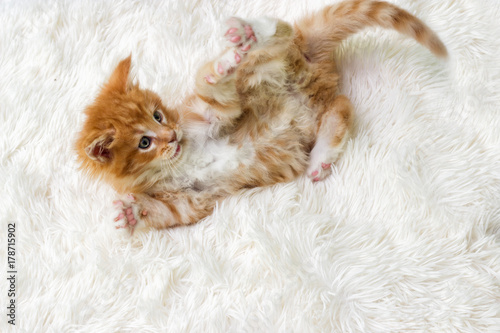 striped kitten on a fluffy blanket © Happy monkey
