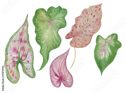 Wallpaper Mural Watercolor painting Caladium leaves collection Torontodigital.ca