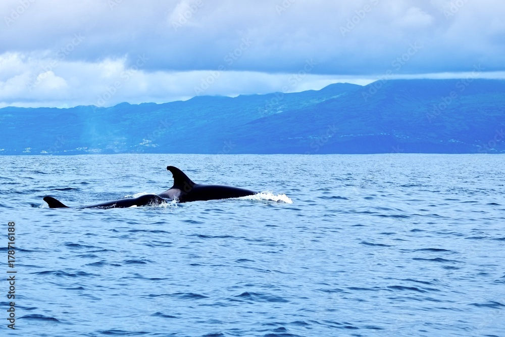 Orcas in the Atlantic Ocean near the Azores Orcas in the Atlantic Ocean near the Azores