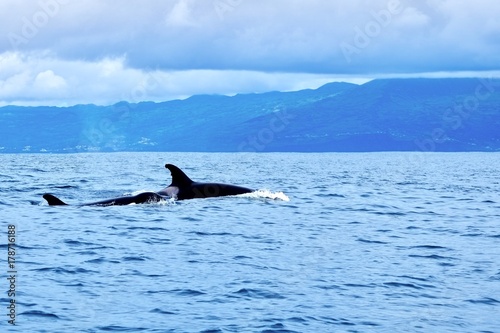 Orcas in the Atlantic Ocean near the Azores 