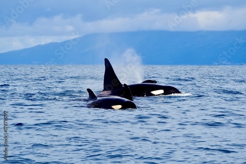 Orca family visiting the Azores 