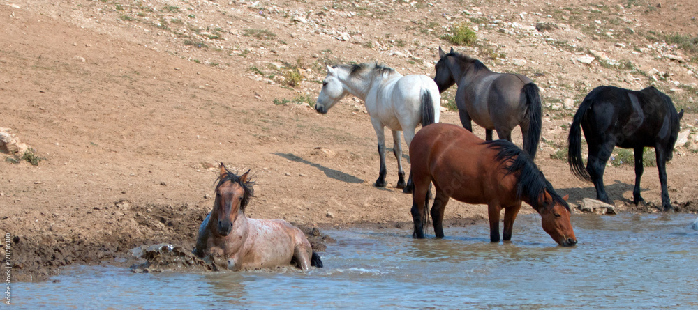 Red Roan stallion rolling in the water with herd of wild horses in the Pryor Mountains Wild Horse Range in Montana United States Red Roan stallion rolling in the water with herd of wild horses in the Pryor Mountains Wild Horse Range in Montana United States