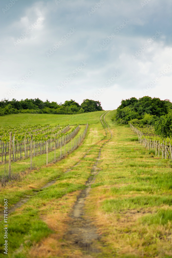 vineyards route hill