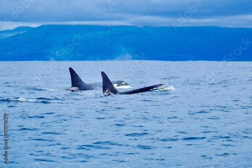 Two killer whales at Pico Island, Azores.