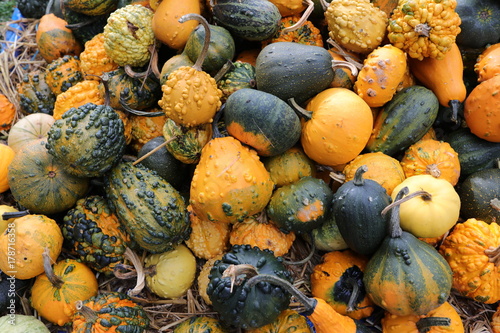 Coloquintes