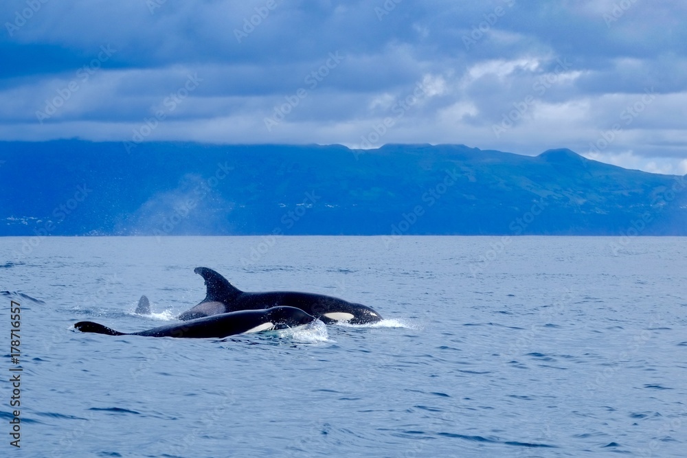 Fototapeta premium Orcas at Pico Island 
