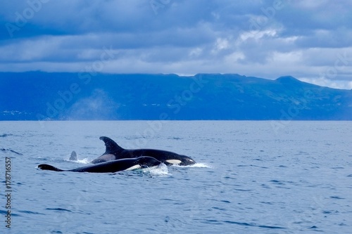 Orcas at Pico Island 