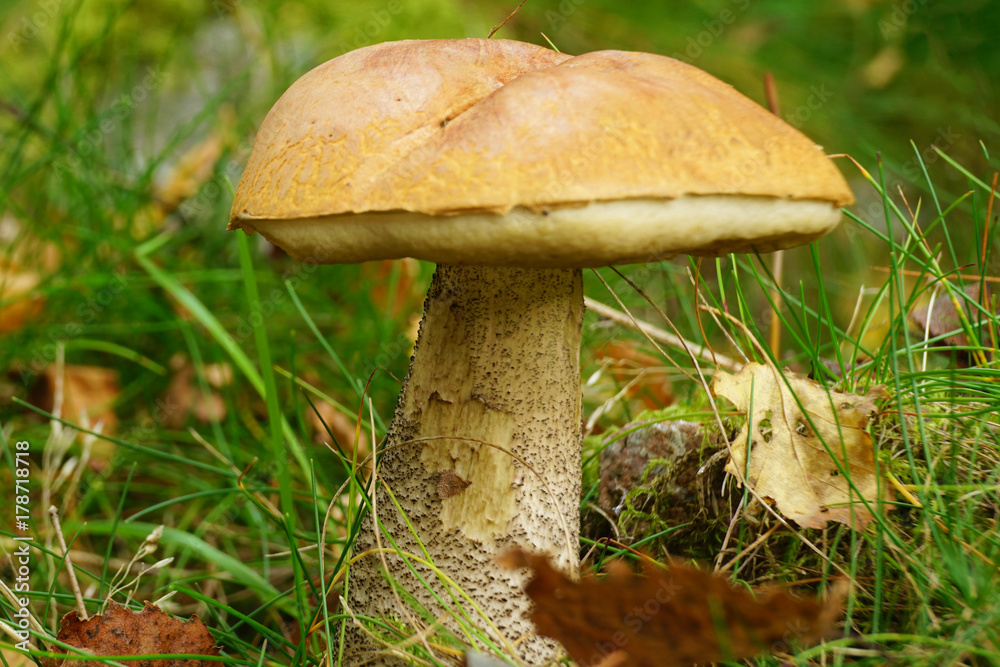 mushroom in forest mushroom in forest