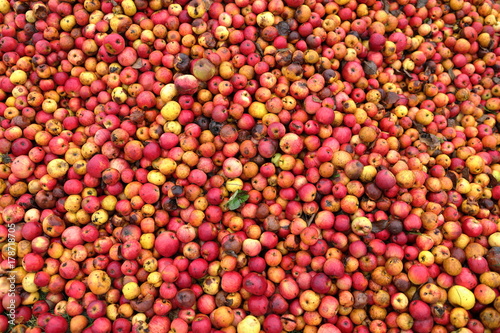 Tomber dans les pommes