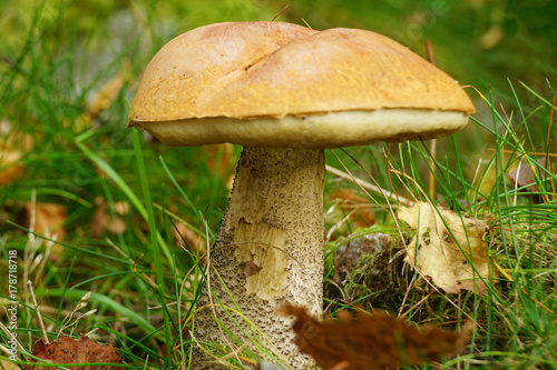 mushroom in forest