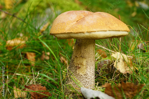 mushroom in forest