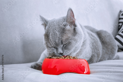 Fototapeta Naklejka Na Ścianę i Meble -  Funny overweight cat eating while lying on sofa at home