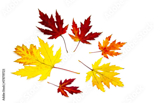 maple autumn leaves isolated on white background