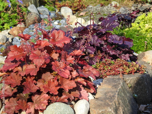 Fototapeta Naklejka Na Ścianę i Meble -  Heuchera