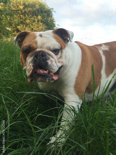 Lexi the British Bulldog