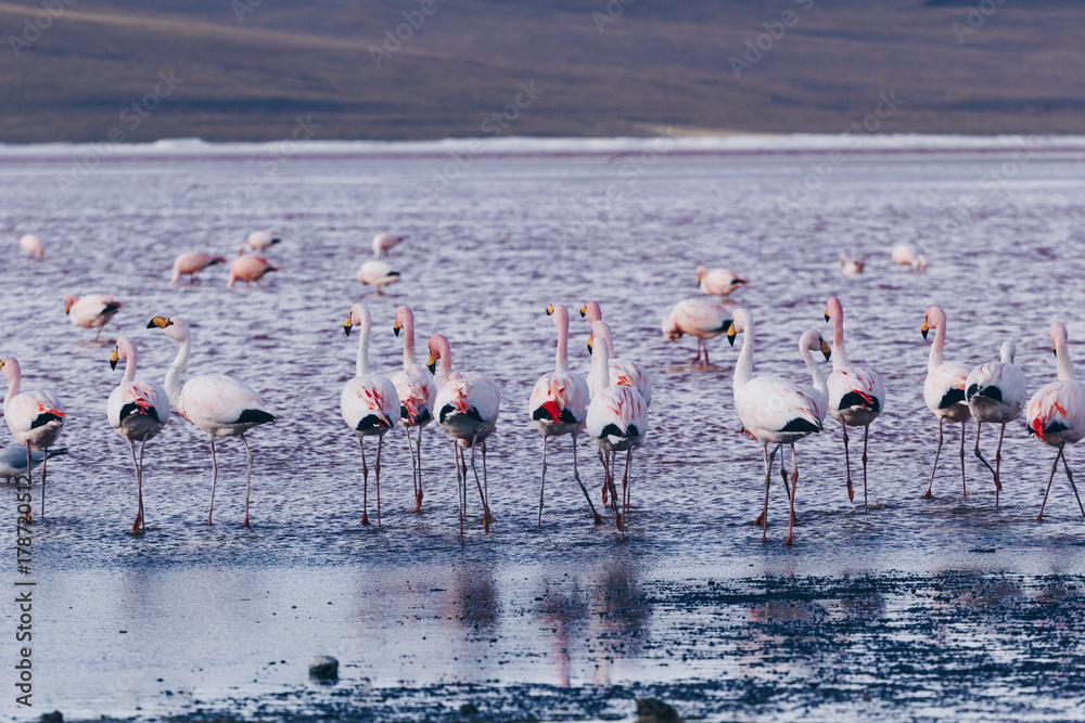Naklejka premium Flamingos on lake in Andes, the southern part of Bolivia
