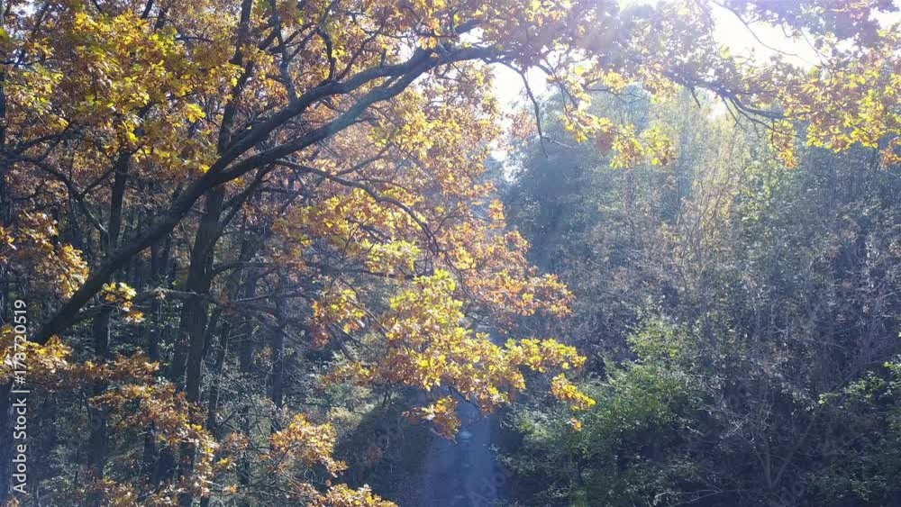 Aerial view on branches in the autumn yellow foliage with road Aerial view on branches in the autumn yellow foliage with road
