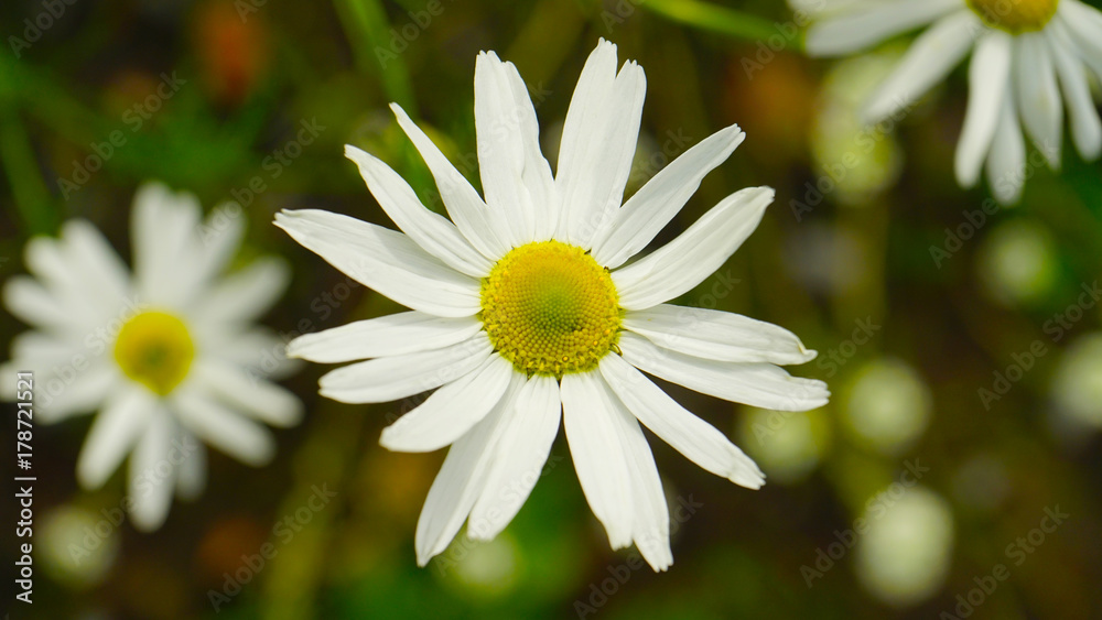 Fototapeta premium Chamomile in nature