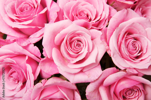 Pink Roses Background © Jon Schulte