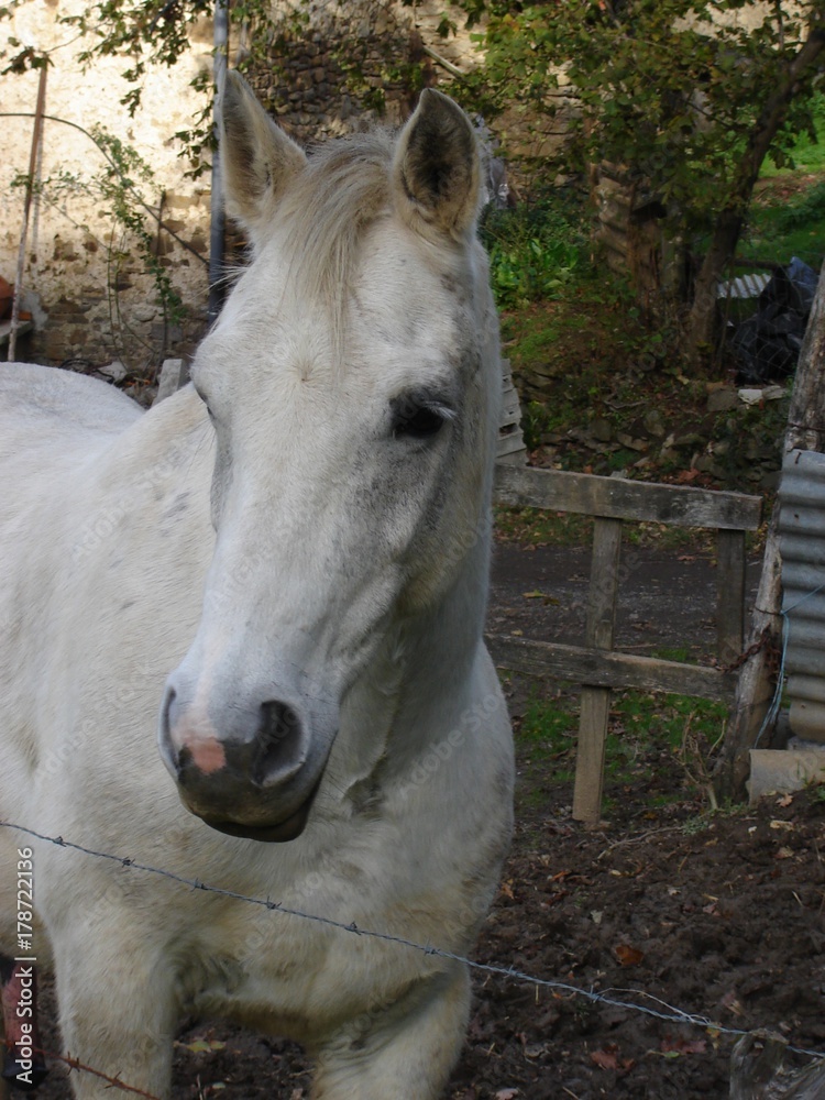 Obraz premium CABALLO