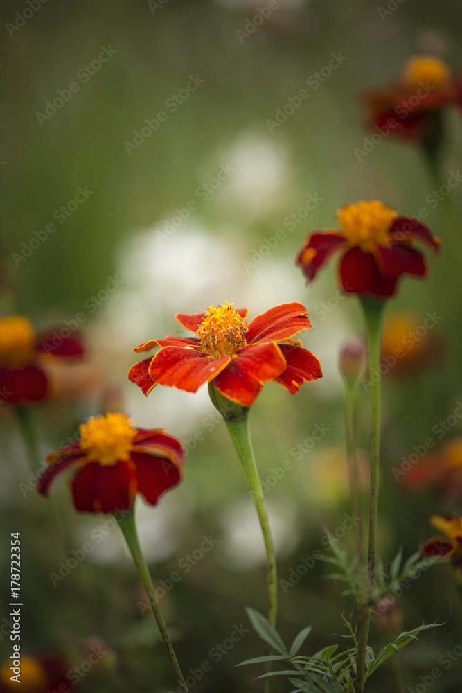 Beautiful colorful vibrant Autumn Fall flower macro image Beautiful colorful vibrant Autumn Fall flower macro image