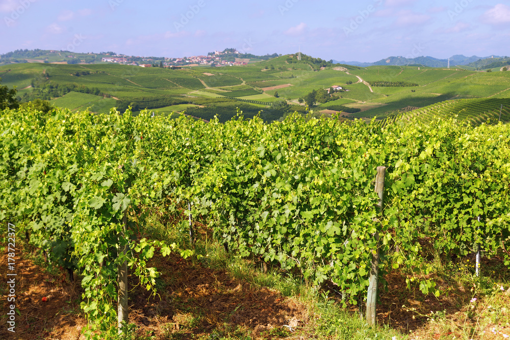Vineyard in the hilly terrain of the Alba region in Italy. Green grape grow.