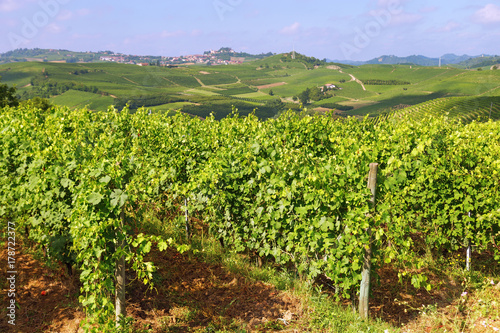 Vineyard in the hilly terrain of the Alba region in Italy. Green grape grow.
