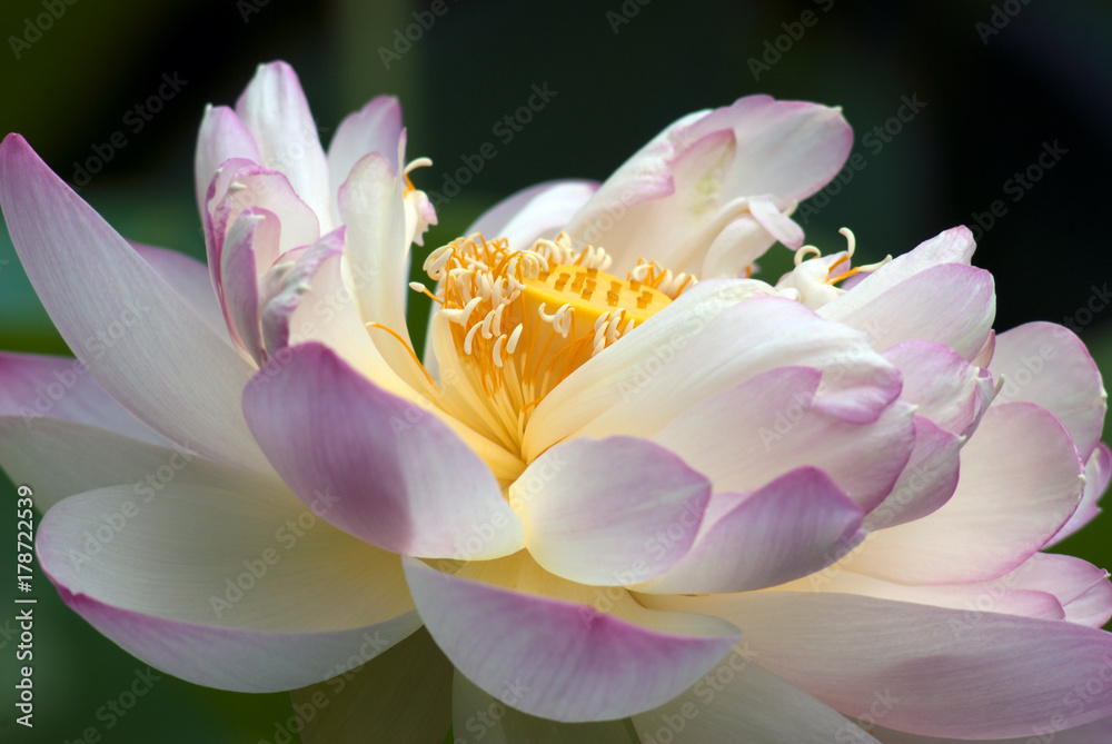 Water Lily close up