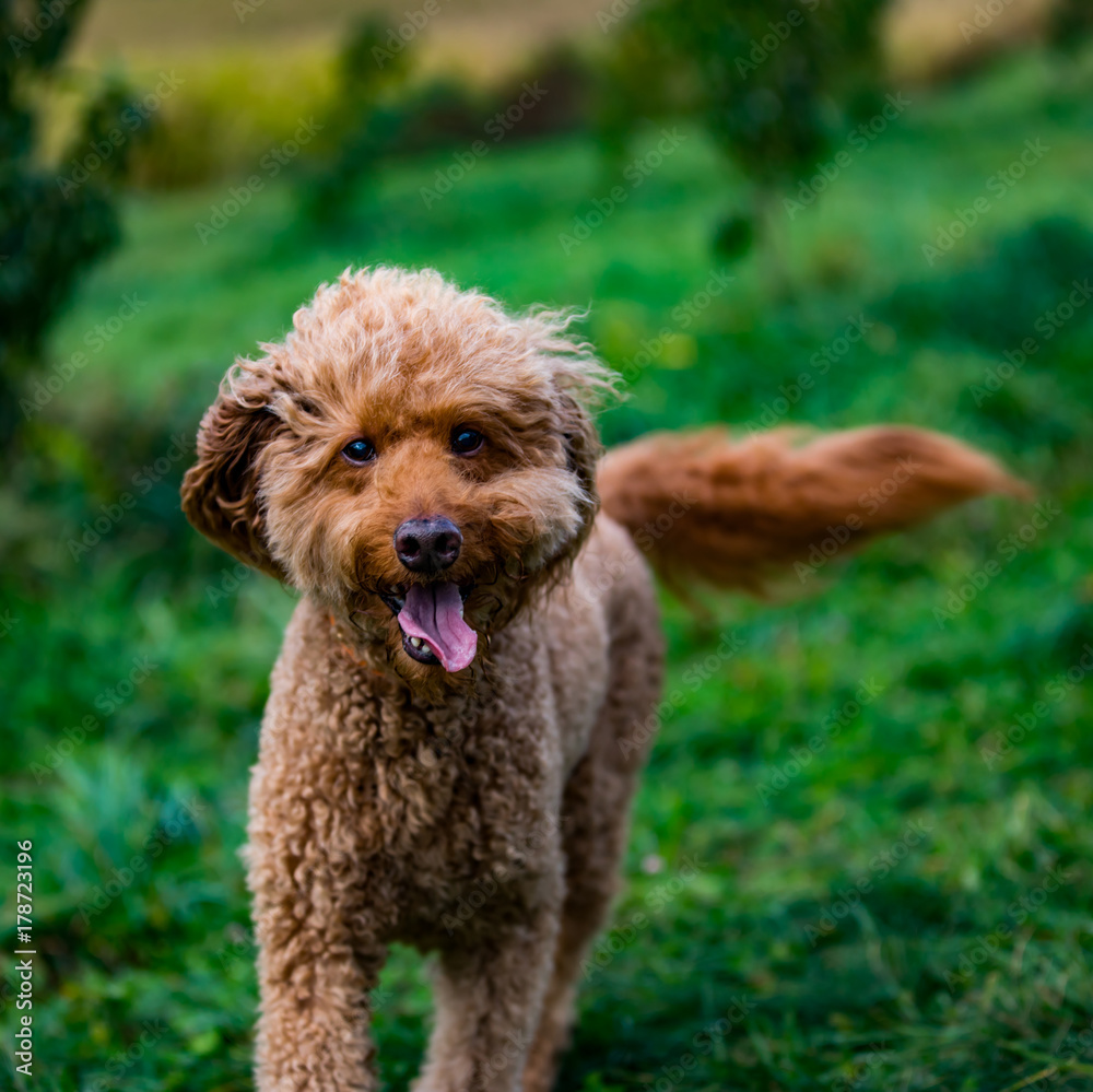 Dog running