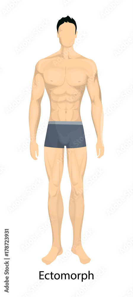 Fototapeta premium Male body types.