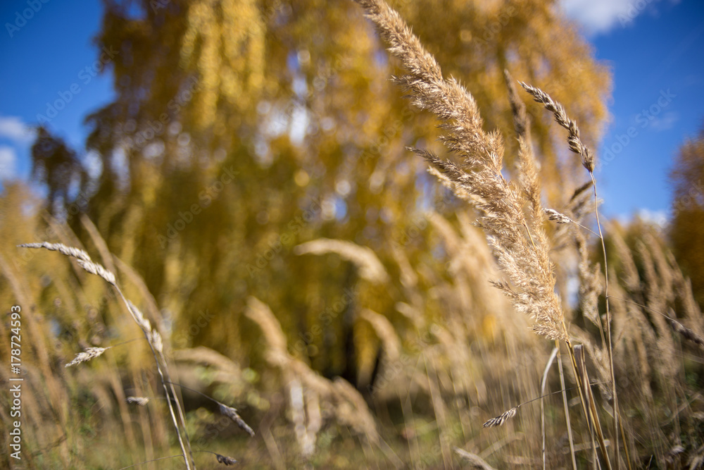 Fototapeta premium Autumn grass
