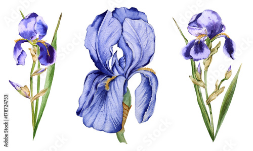 Iris flower. Isolated on white background. 