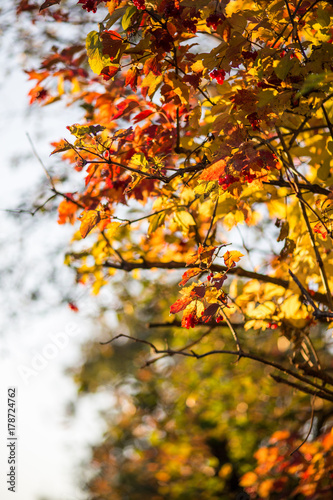 Viburnum at autumn