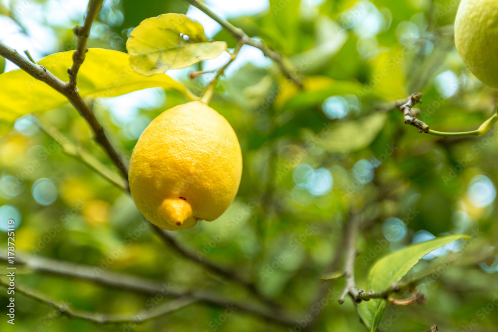 closeup of lemon on a tree