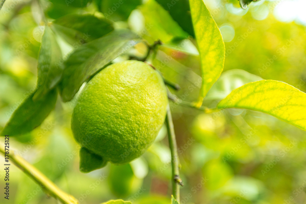 closeup of lemon on a tree closeup of lemon on a tree