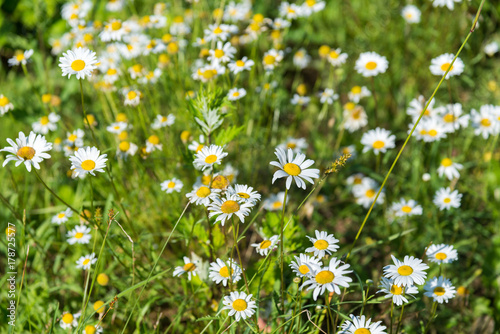 chamomile flowers on a sunny summer day. Blooming daisies © Ekaterina Elagina